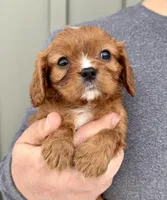 Gnocchi, a male Cavalier King Charles Spaniel for sale in Youngstown, OH – Photo 2 of 10