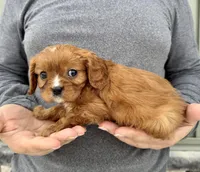 Gnocchi, a male Cavalier King Charles Spaniel for sale in Youngstown, OH – Photo 5 of 10