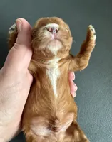 Gnocchi, a male Cavalier King Charles Spaniel for sale in Youngstown, OH – Photo 3 of 10