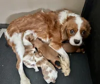 Gnocchi, a male Cavalier King Charles Spaniel for sale in Youngstown, OH – Photo 10 of 10