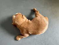 Gnocchi, a male Cavalier King Charles Spaniel for sale in Youngstown, OH – Photo 7 of 10