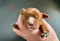 Gnocchi, a male Cavalier King Charles Spaniel for sale in Youngstown, OH – Photo 2 of 10