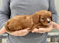Gnocchi, a male Cavalier King Charles Spaniel for sale in Youngstown, OH – Photo 4 of 10