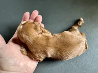 Gnocchi, a male Cavalier King Charles Spaniel for sale in Youngstown, OH – Photo 6 of 10