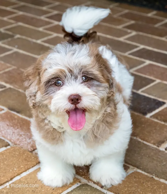 Bennett – Shihpoo puppy for sale in Youngstown, OH