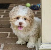Sullivan, a male Shihpoo for sale in Youngstown, OH – 2 of 10