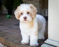 Sullivan, a male Shihpoo for sale in Youngstown, OH – 6 of 10