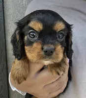 Triscuit, a female Cavalier King Charles Spaniel for sale in Youngstown, OH – 2 of 7