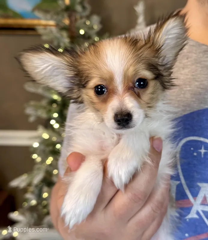 Lego – Papillon puppy for sale in Youngstown, OH