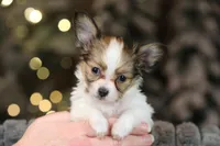 Lego, a male Papillon for sale in Youngstown, OH – Photo 1 of 6