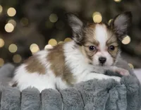 Lego, a male Papillon for sale in Youngstown, OH – Photo 5 of 6