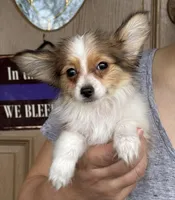 Lego, a male Papillon for sale in Youngstown, OH – Photo 3 of 7