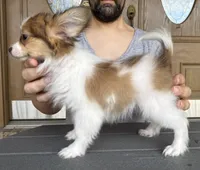 Lego, a male Papillon for sale in Youngstown, OH – Photo 6 of 7