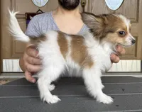 Lego, a male Papillon for sale in Youngstown, OH – Photo 5 of 7