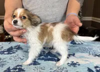 Lego, a male Papillon for sale in Youngstown, OH – Photo 5 of 7