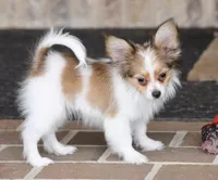 Lego, a male Papillon for sale in Youngstown, OH – Photo 4 of 7