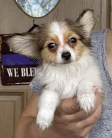 Lego, a male Papillon for sale in Youngstown, OH – Photo 2 of 7