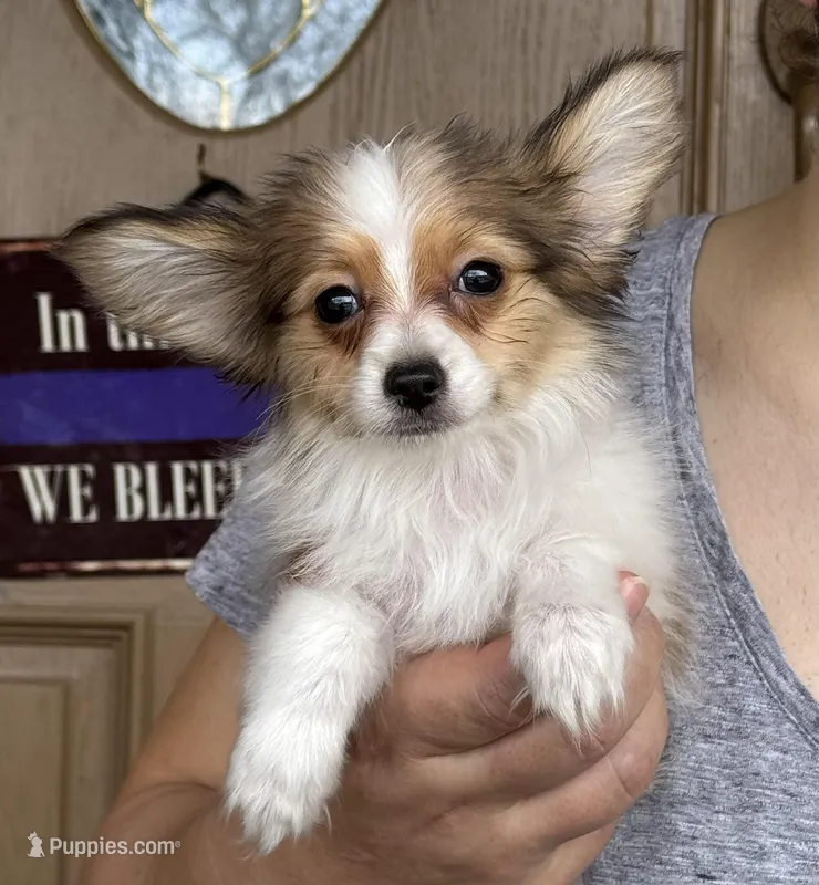 Lego – Papillon puppy for sale in Youngstown, OH