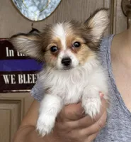 Lego, a male Papillon for sale in Youngstown, OH – Photo 1 of 7