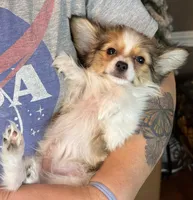 Lego, a male Papillon for sale in Youngstown, OH – Photo 6 of 7