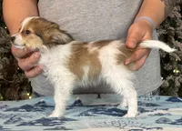 Lego, a male Papillon for sale in Youngstown, OH – Photo 4 of 7