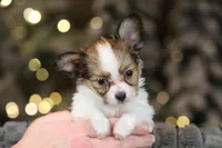 Lego, a male Papillon for sale in Youngstown, OH – Photo 3 of 6