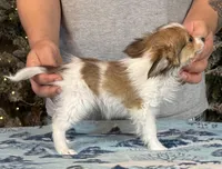 Lego, a male Papillon for sale in Youngstown, OH – Photo 3 of 7