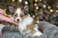 Lego, a male Papillon for sale in Youngstown, OH – Photo 4 of 6