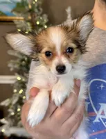 Lego, a male Papillon for sale in Youngstown, OH – Photo 2 of 7