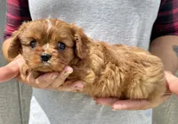 Noona, a female Cavalier King Charles Spaniel for sale in Youngstown, OH – 4 of 10