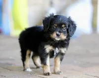 CAVALON Sherwin, a male Cavalier King Charles Spaniel and Papillon for sale in Youngstown, OH – 4 of 9
