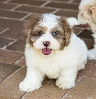 Winston, a male Shihpoo for sale in Youngstown, OH – 1 of 10