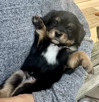 CAVALON Frisbee, a male Cavalier King Charles Spaniel and Papillon for sale in Youngstown, OH – 7 of 10