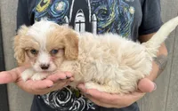 Jax, a male Cavapoo for sale in Youngstown, OH – 5 of 8