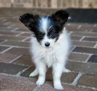 Pez, a female Papillon for sale in Youngstown, OH – 6 of 10