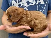 Clifford, a male Cavalier King Charles Spaniel for sale in Youngstown, OH – 6 of 7