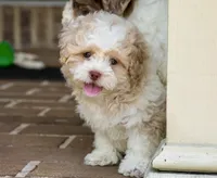 Sullivan, a male Shihpoo for sale in Youngstown, OH – 8 of 10