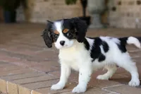 Oreo, a male Cavalier King Charles Spaniel for sale in Youngstown, OH – 6 of 6