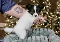 Tater Tot, a male Papillon for sale in Youngstown, OH – Photo 4 of 6