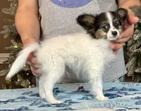 Tater Tot, a male Papillon for sale in Youngstown, OH – Photo 7 of 9