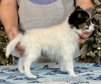 Tater Tot, a male Papillon for sale in Youngstown, OH – Photo 6 of 9