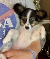 Tater Tot, a male Papillon for sale in Youngstown, OH – Photo 9 of 9