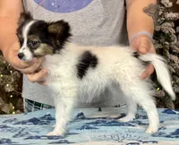 Tater Tot, a male Papillon for sale in Youngstown, OH – Photo 4 of 9