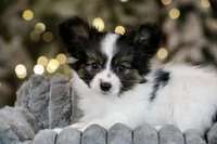 Tater Tot, a male Papillon for sale in Youngstown, OH – Photo 3 of 6
