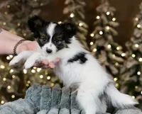 Tater Tot, a male Papillon for sale in Youngstown, OH – Photo 5 of 6