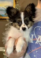 Tater Tot, a male Papillon for sale in Youngstown, OH – Photo 1 of 9