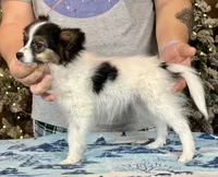 Tater Tot, a male Papillon for sale in Youngstown, OH – Photo 5 of 9