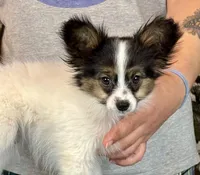 Tater Tot, a male Papillon for sale in Youngstown, OH – Photo 3 of 9