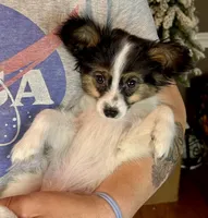 Tater Tot, a male Papillon for sale in Youngstown, OH – Photo 8 of 9