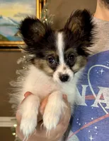 Tater Tot, a male Papillon for sale in Youngstown, OH – Photo 2 of 9
